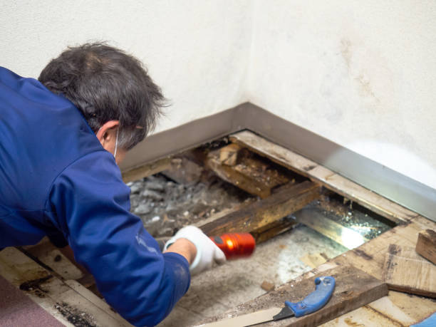 Trusted Gloversville, NY Mold Removal Experts