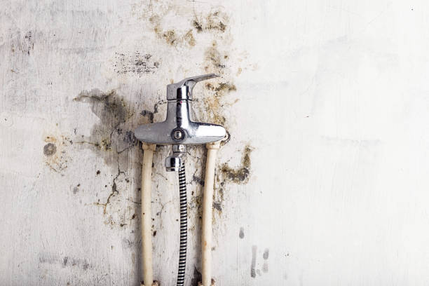 Best Fast Mold Removal  in Gloversville, NY