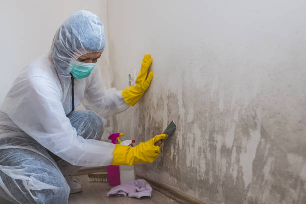 Best Toxic Mold Removal  in Gloversville, NY