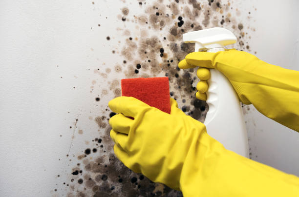 Crawl Space Mold Removal in Gloversville, NY