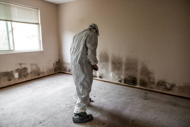 Best Professional Mold Removal  in Gloversville, NY