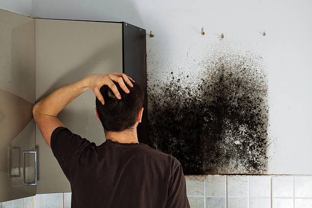 Certified Mold Removal in Gloversville, NY
