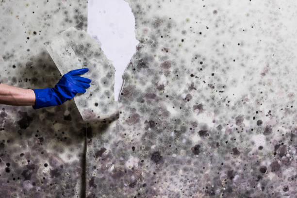 Best Best Mold Removal Companies  in Gloversville, NY